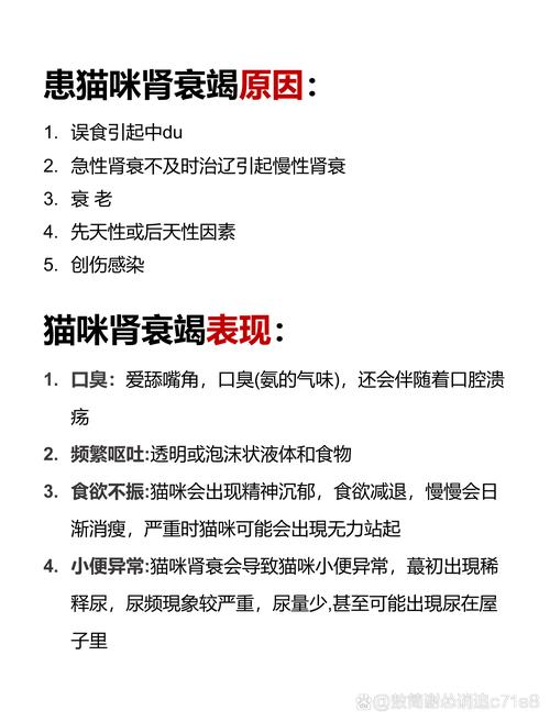 猫咪慢性肾衰竭的早期预警与护理要点