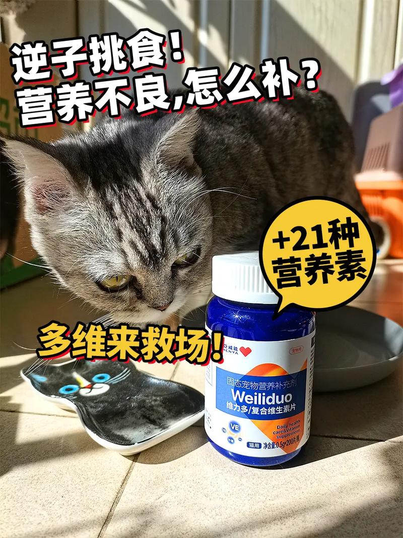 如何培养猫咪的胆量与自信