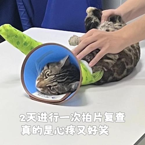 猫咪脚骨折，如何正确护理与康复