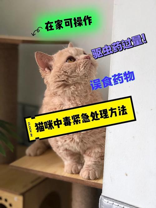 猫咪如何安全顺利地吃驱虫药