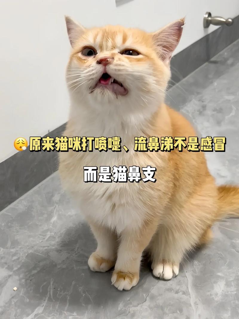 猫咪频繁打喷嚏与眼屎的真相