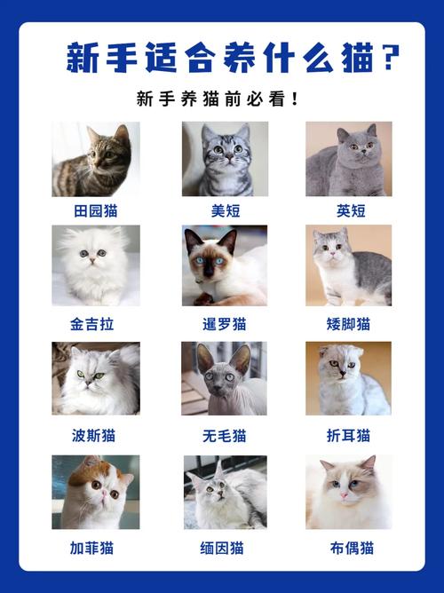 猫咪真的可以吃猫草吗？你可能误解了它的用处