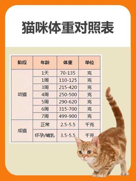 从五个月大到理想体型，猫咪成长过程中的体重管理