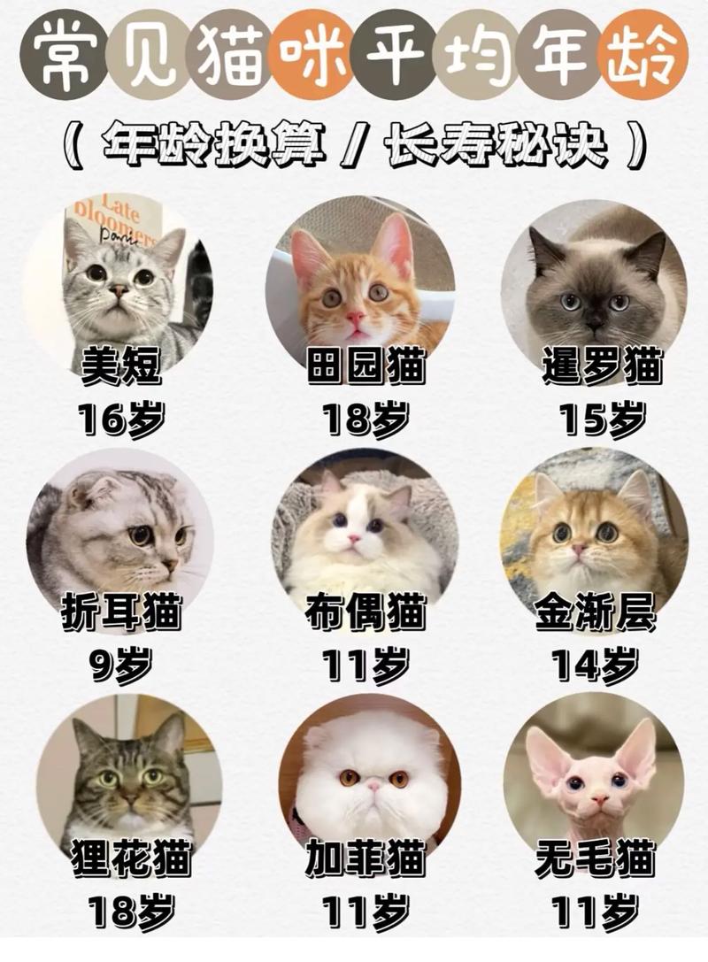 猫咪最佳养龄，探索从幼猫到成年猫的最佳养育期