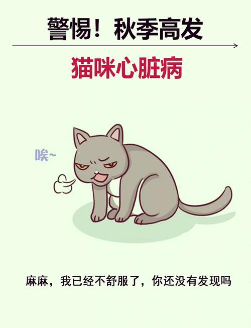 猫咪呼吸的声音，理解与呵护