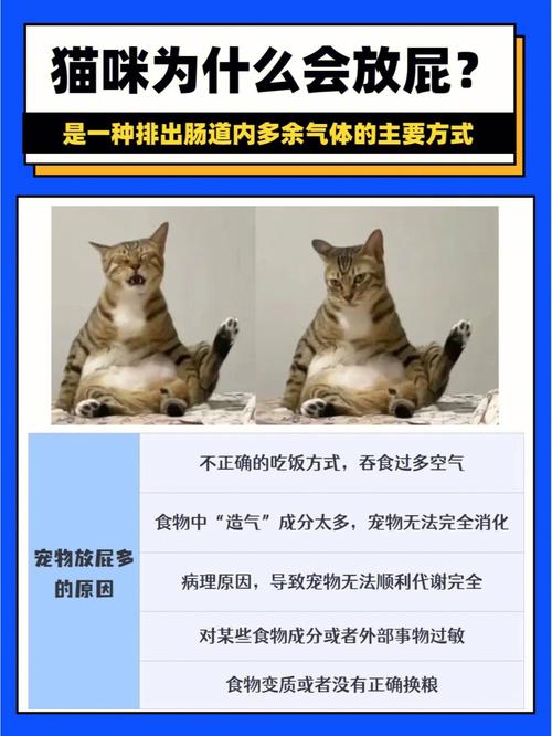 解决猫咪放屁多问题，让您的毛孩子更健康