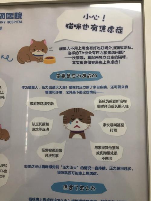 猫咪焦虑，如何为你的毛孩子提供关爱与支持