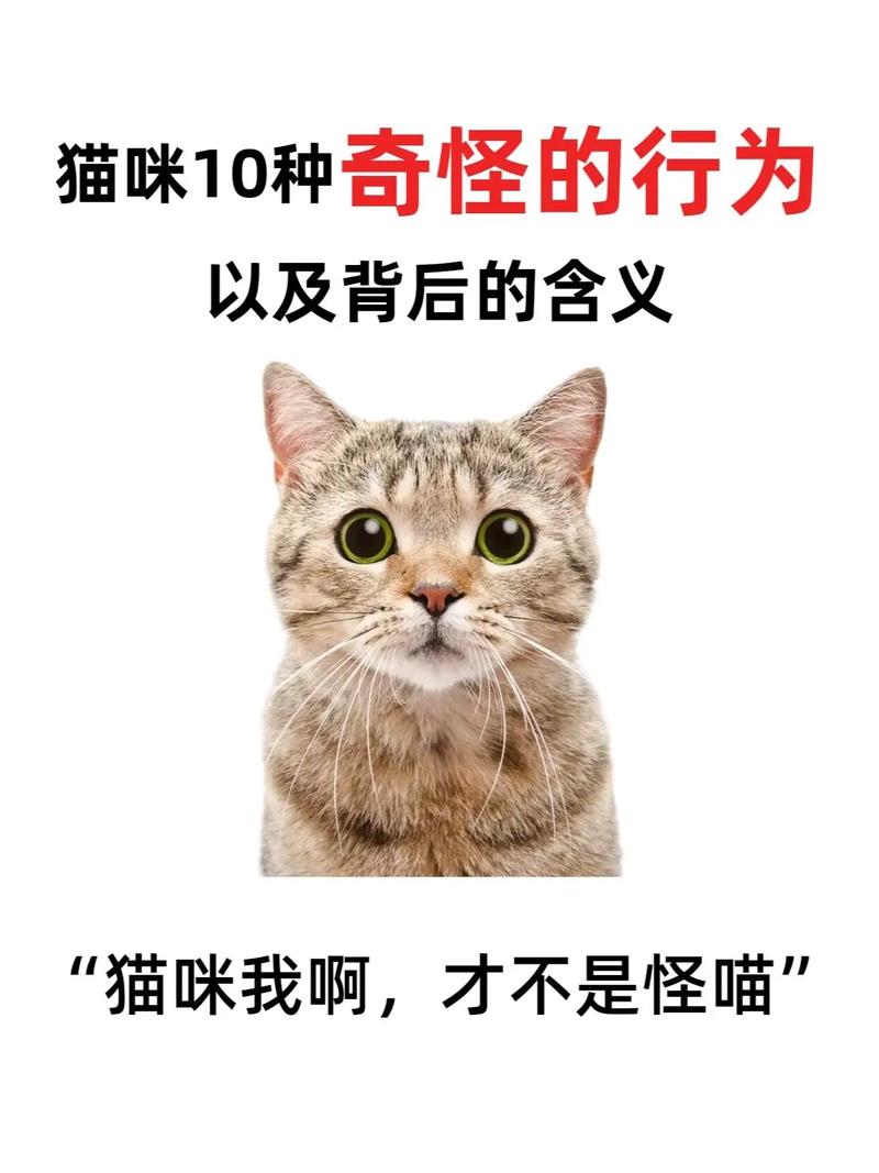 猫咪捡东西的行为背后，藏着它们的智慧与需求