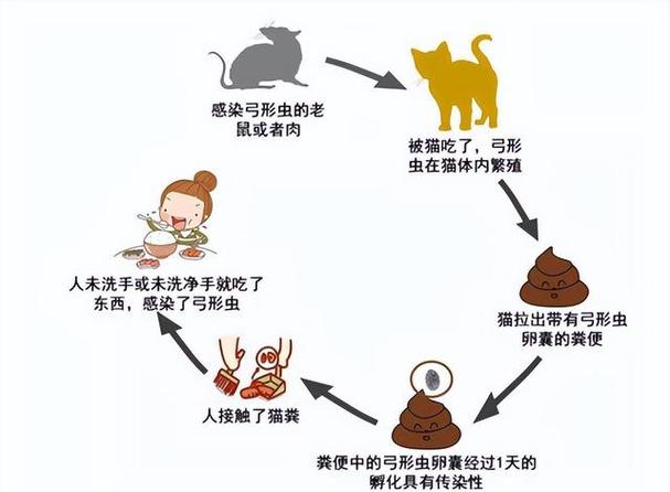 揭秘猫咪如何检测弓形虫感染