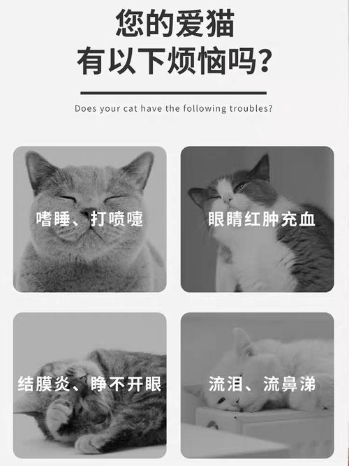 猫咪眼屎多？如何科学处理猫咪眼部清洁问题