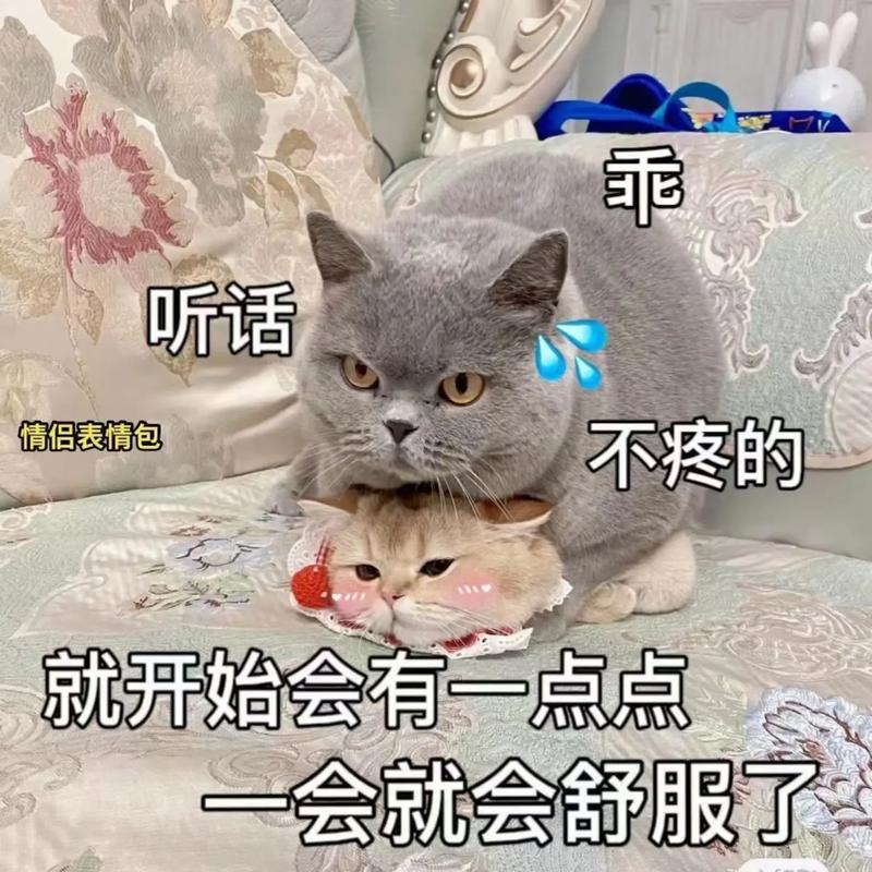 猫咪带字萌图，让爱宠瞬间变身社交网络上的明星