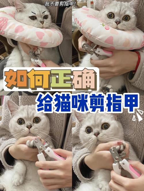 猫咪剪指甲，你不知道的真相