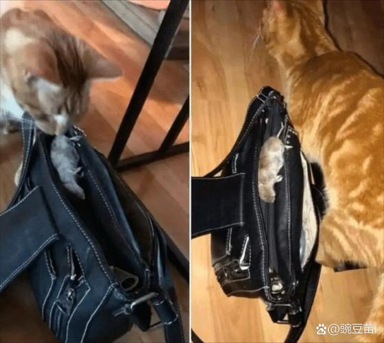 猫咪抓老鼠？这五步让你轻松应对