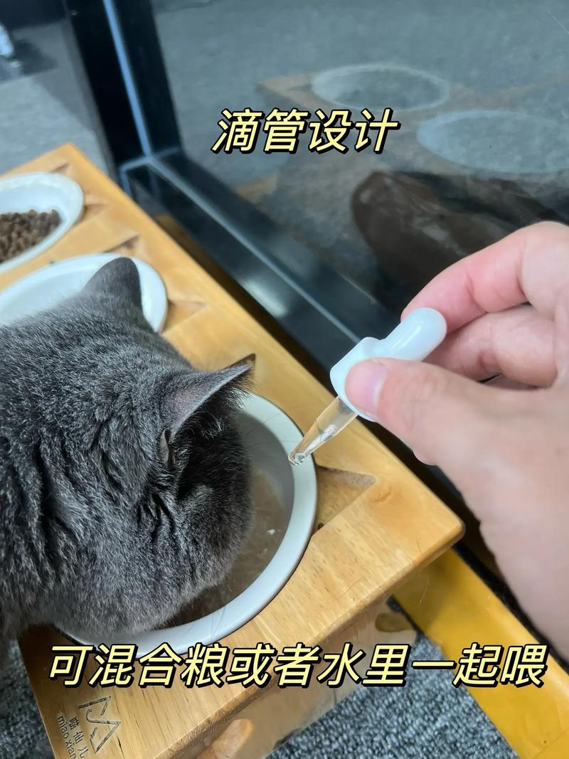 猫咪突然出现呕吐与腹泻？5个关键步骤助你及时应对