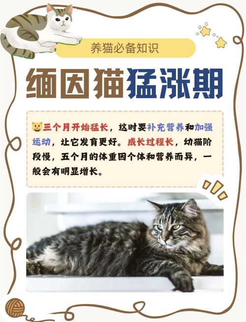 从五个月到健康成长，猫咪体重变化记录与营养秘诀