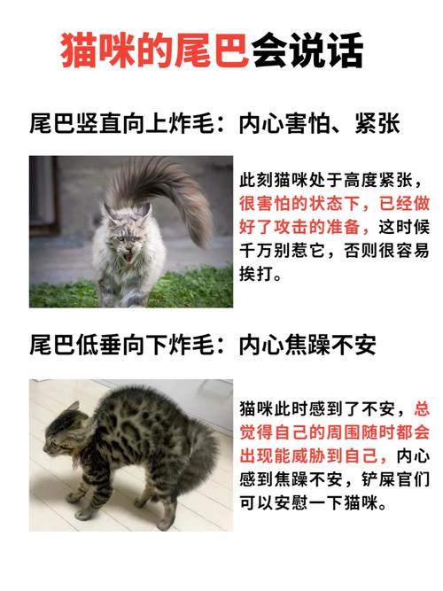 猫咪的尾巴断了，如何妥善处理与护理