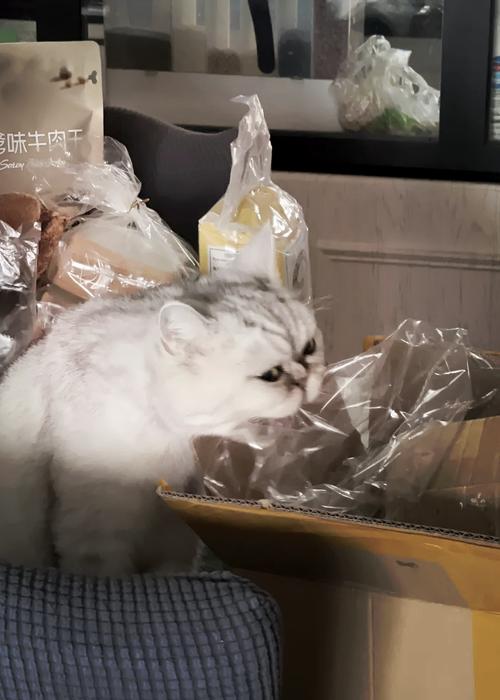 猫咪为何迷恋塑料袋？揭秘背后真相