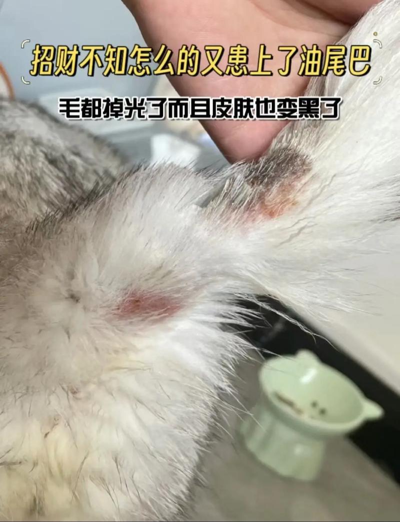 猫咪毛皮为何常黑且频繁掉毛？揭秘背后真相