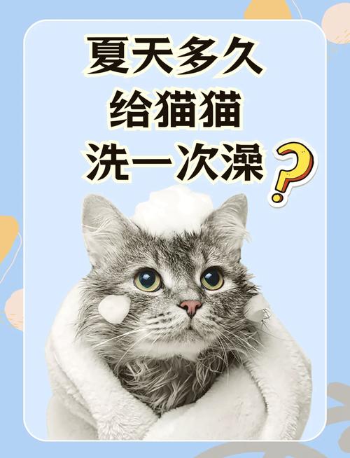 猫咪洗澡后突然发烧？你需要知道的五件事