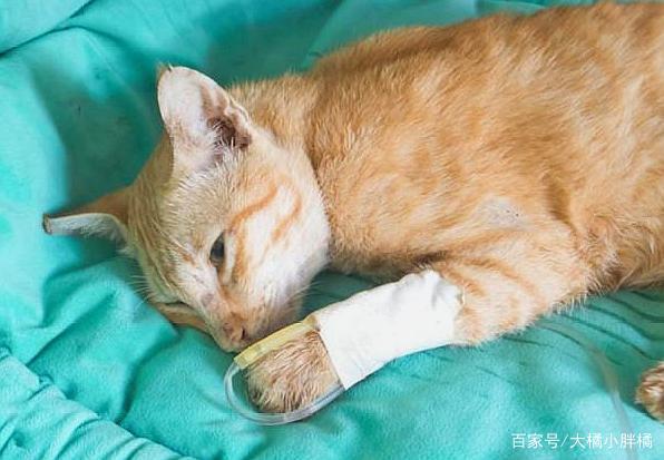 猫咪休克的警示，如何及时识别并应对小动物健康危机