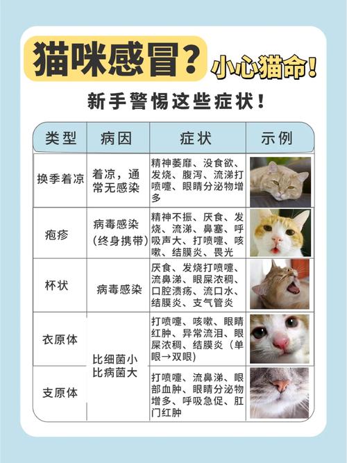 猫咪感冒发热，症状识别与应对策略