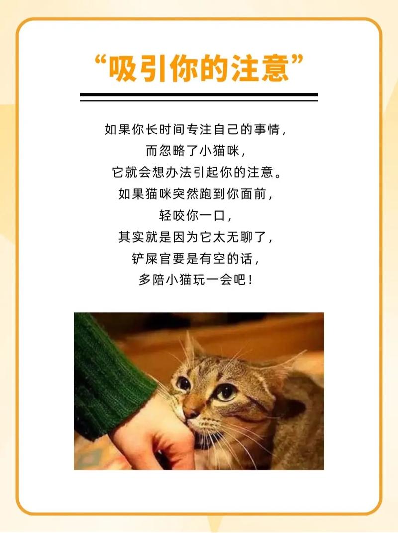 猫咪的爱意——了解它们为什么喜欢咬人