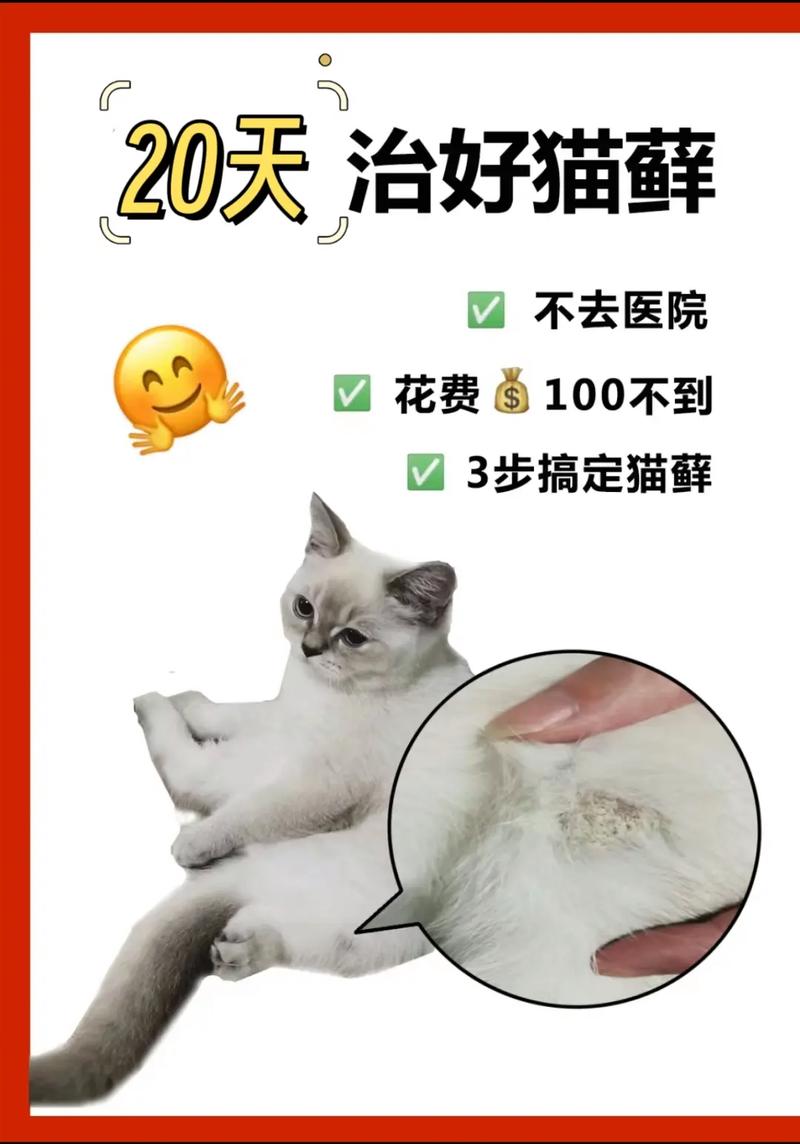 猫咪身上的神秘溃疡，探寻病因与护理方法