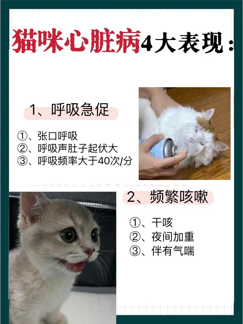 猫咪频繁喘息，可能是健康问题的信号