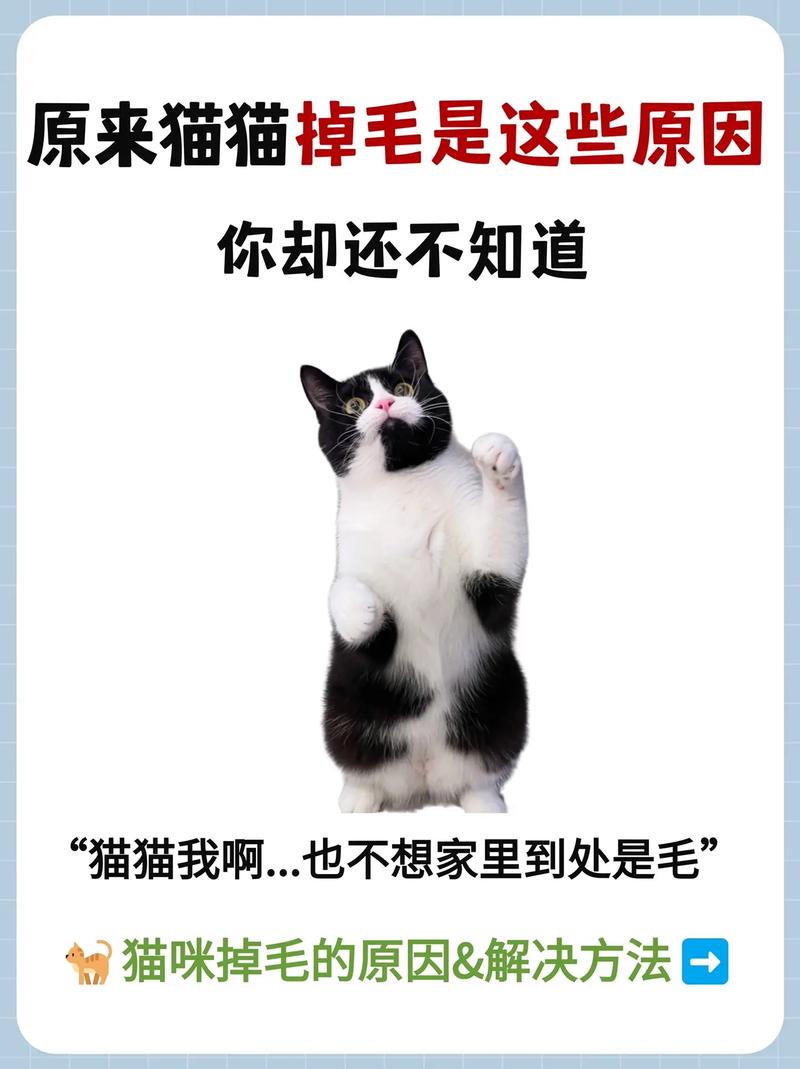 揭秘猫咪为何会掉毛，解开猫咪怎么发毛的谜团