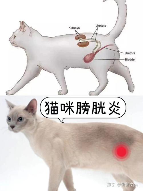 猫咪膀胱的位置，了解您的毛孩子如何排尿