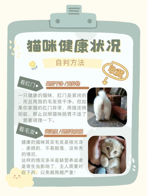 揭秘猫咪屁中的秘密，它们到底在说什么？