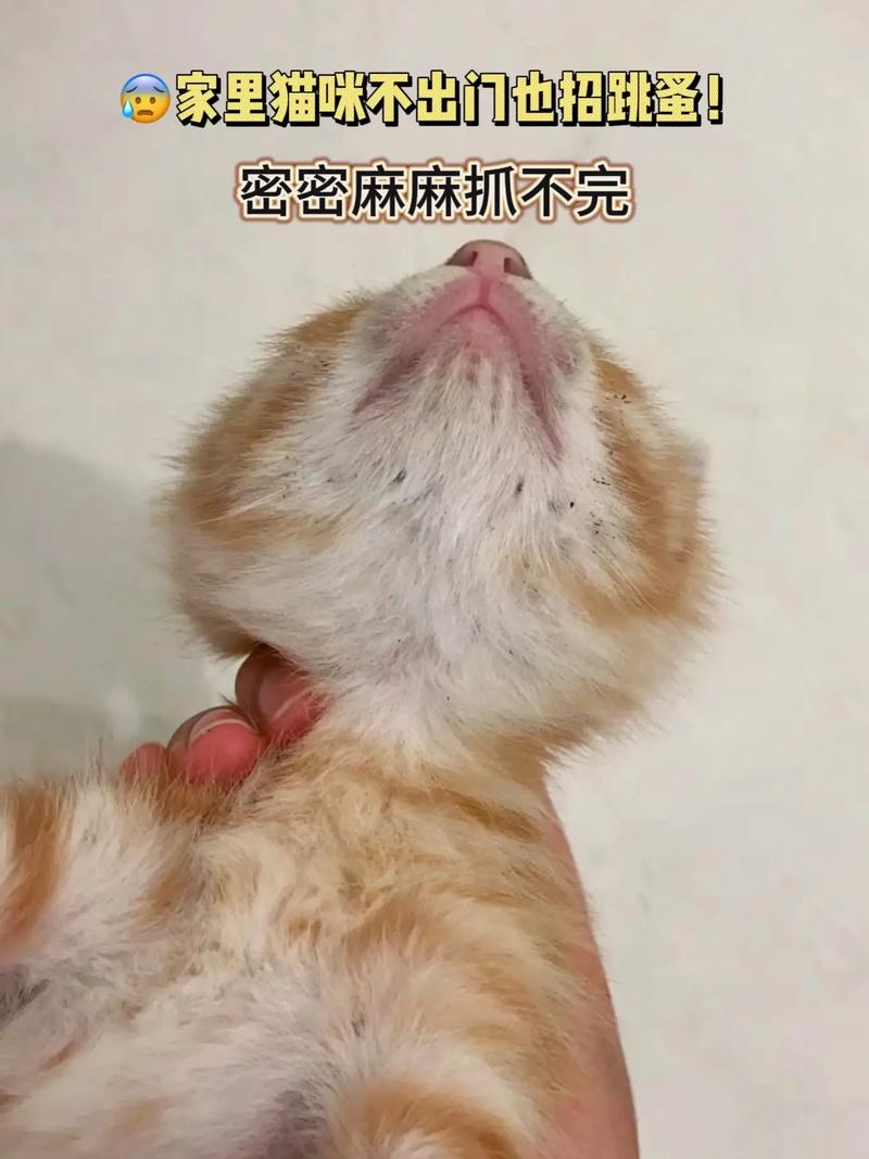 跳蚤的猫，宠物与寄生虫的不解之缘