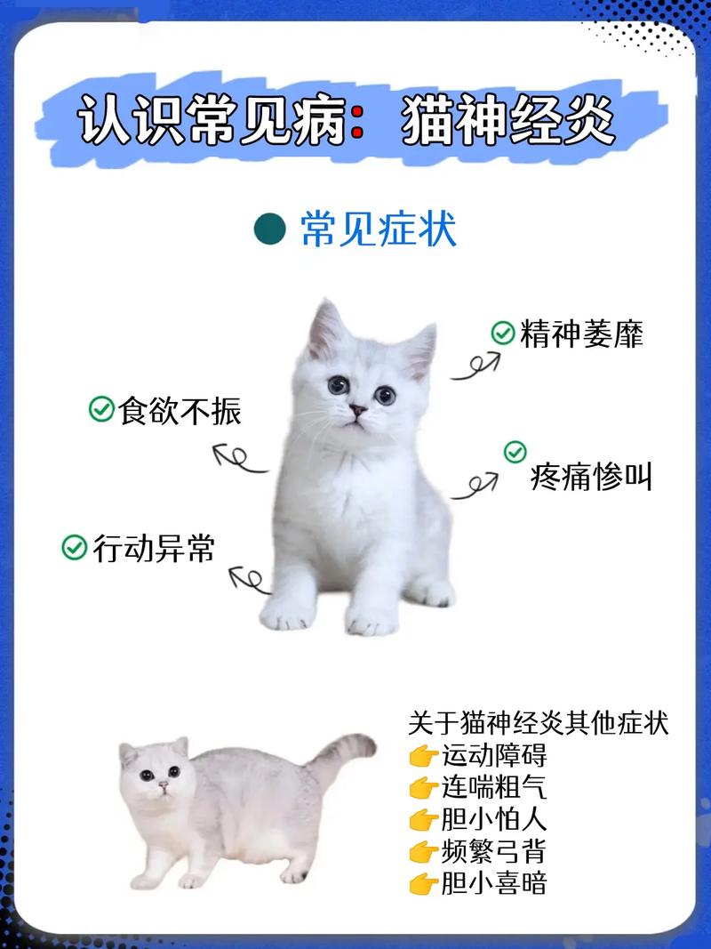 猫咪神经发炎，常见症状及应对策略