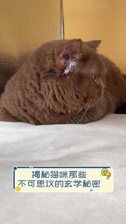 揭秘猫咪鼻尖水背后的秘密