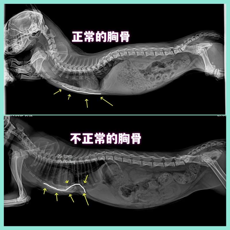 猫咪肋骨突出？了解背后可能的原因和护理建议