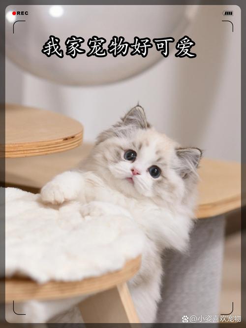 揭秘猫咪多眼白现象，真相与解读