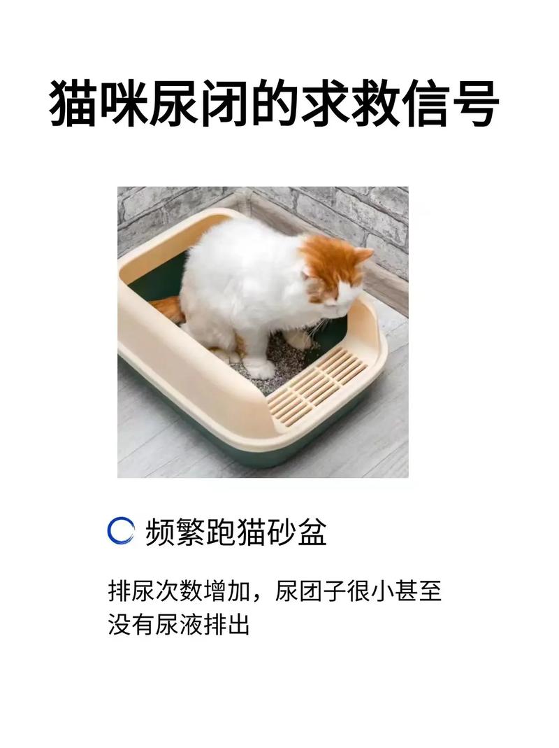 猫咪大便频率异常？——揭秘猫咪日常排泄行为的健康信号