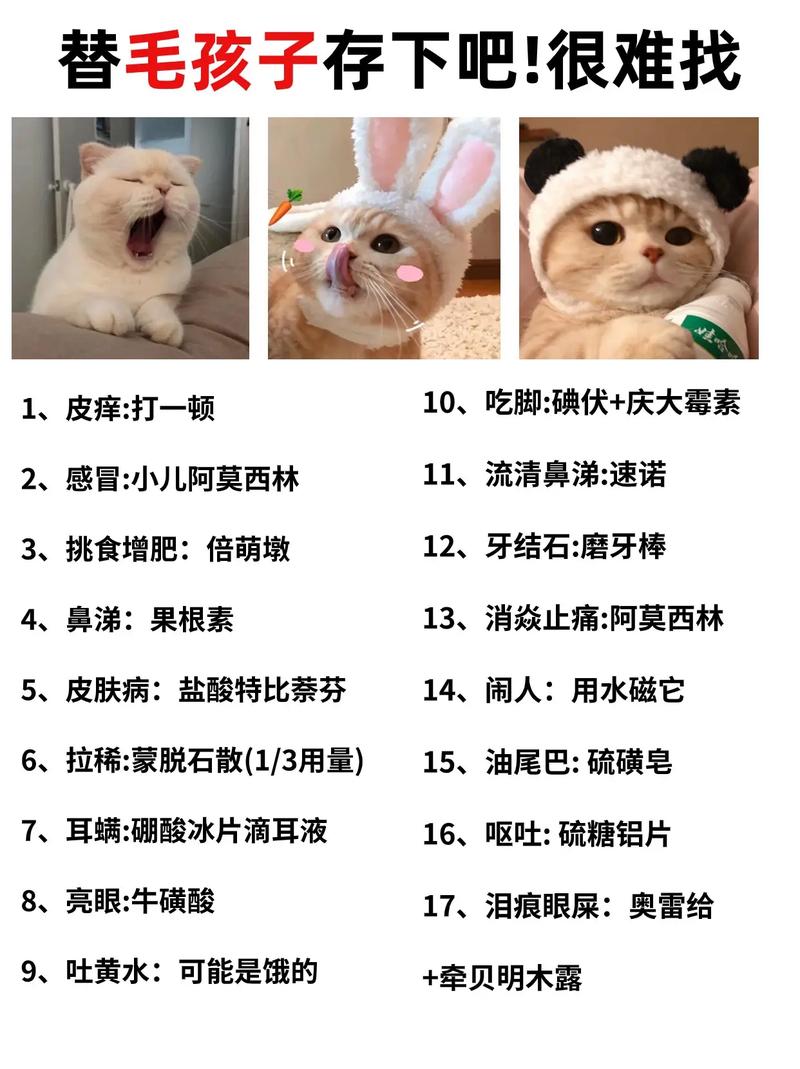 猫咪有点瘦，如何科学地关爱毛孩子