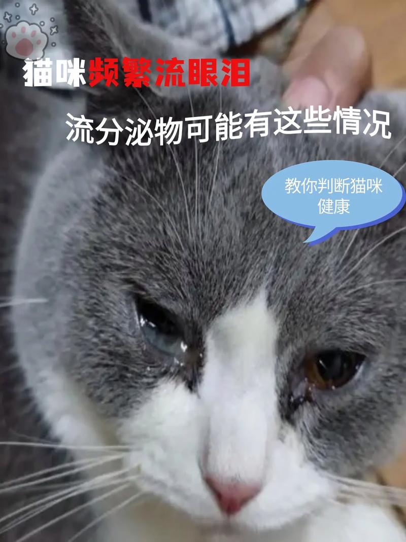 猫咪总是流泪？了解背后的原因和如何帮助它们