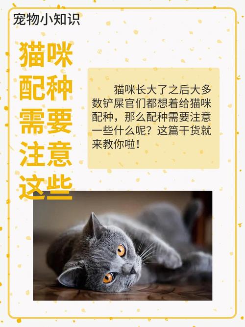 猫咪驱虫与健康配种，打造健康繁衍的毛孩子家庭