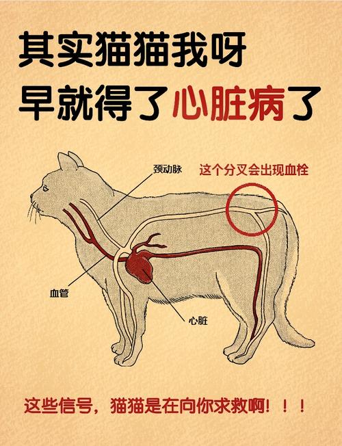 猫咪突然气喘，了解常见原因与急救措施