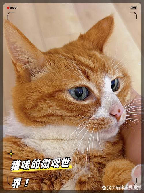 喵喵叫不言痛，猫咪牙痛的秘密与妙招