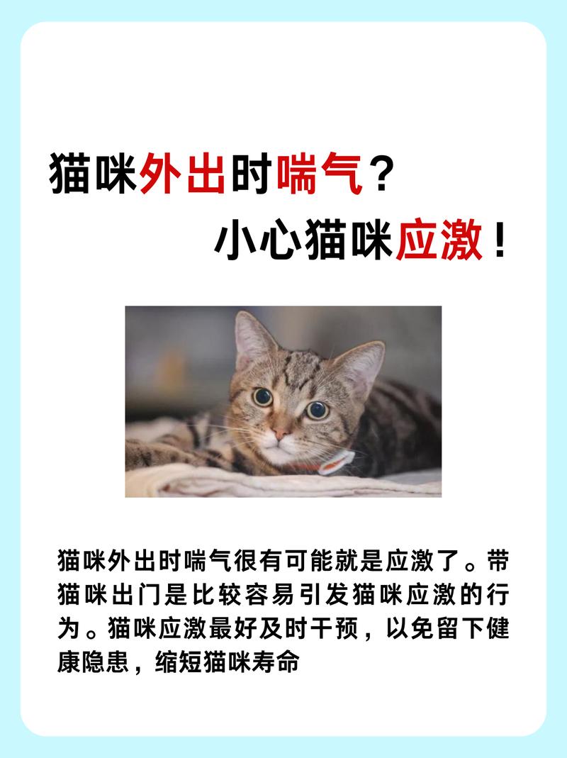 猫咪产后喘