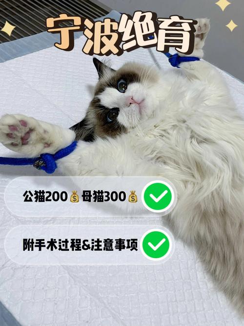 温柔守护，猫咪分娩与护理全指南