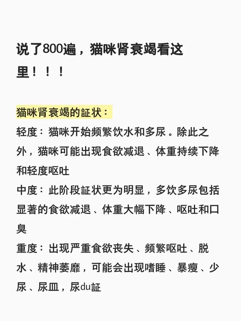 猫咪肾病，了解症状与护理要点