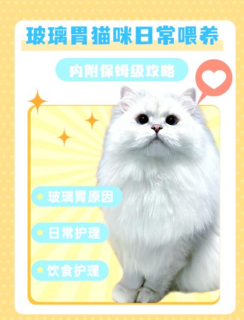 猫咪着凉的那些事儿，了解与呵护