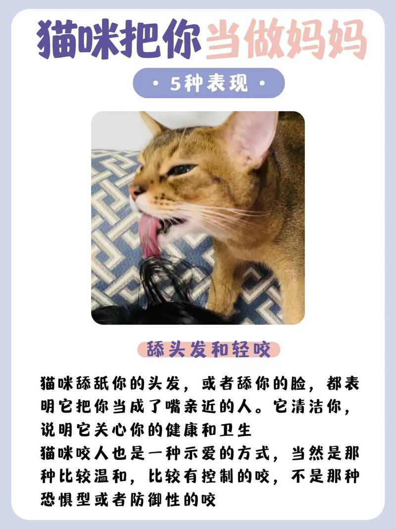 猫咪真的会吃草吗？揭秘猫咪的奇怪行为