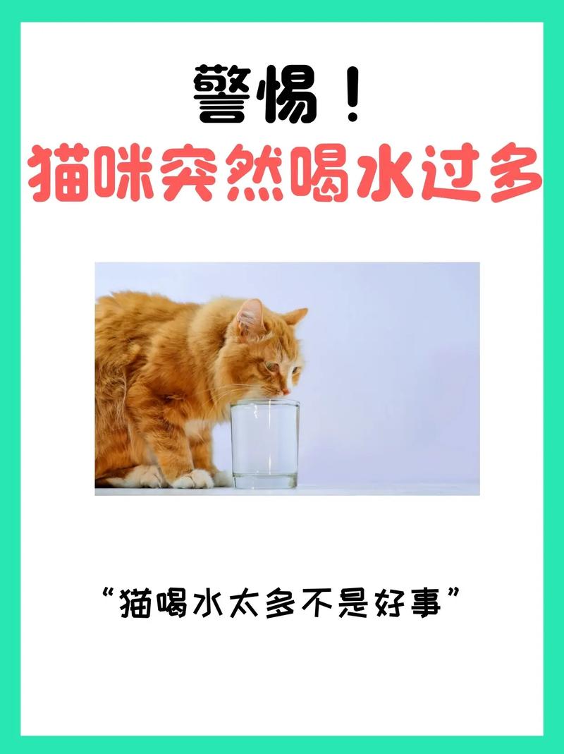 猫咪为何喝水如此急迫？探索它们的饮水秘密