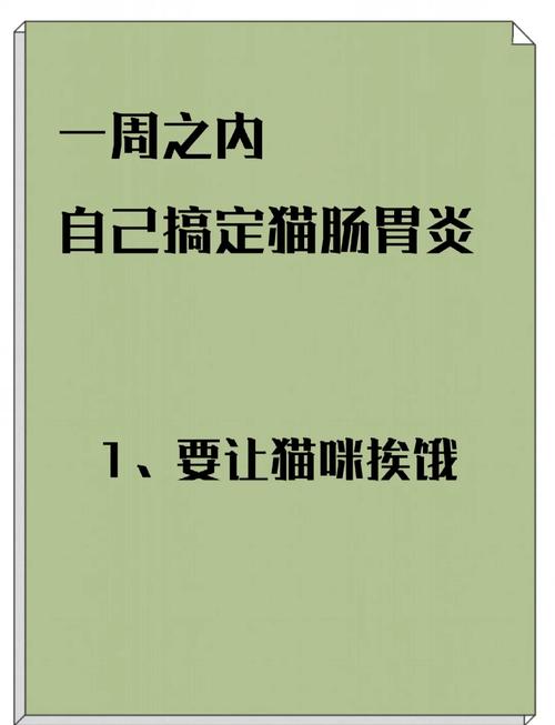 猫咪肠炎，如何识别与治疗