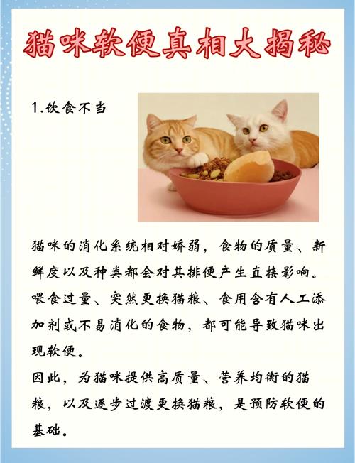 揭秘猫咪人工排便，专业技巧与健康保障